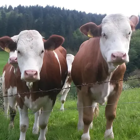 Apartman Stinneshof *